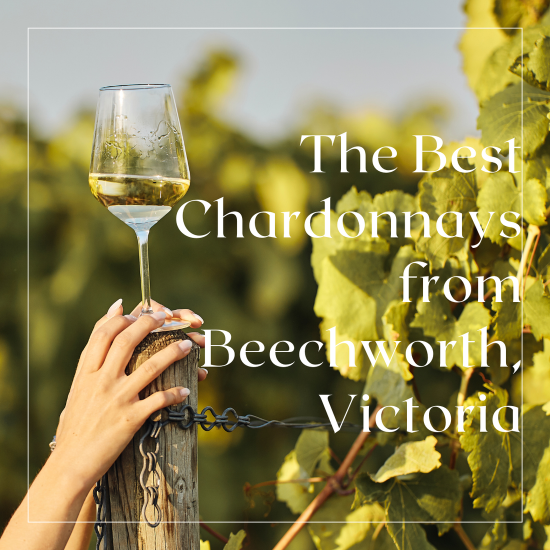 Chasing the Buzz: The Best Chardonnays from Beechworth, Victoria