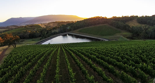 Introducing the Finest of 2022: Giant Steps' Award-Winning Pinot Noir