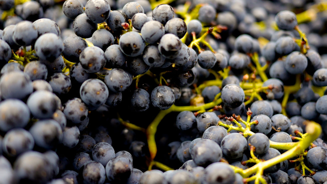 Pinot Noir: An Elegant and Complex Grape Variety