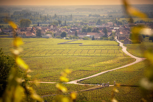 Burgundy's Timeless Elegance: A Tale Told Through Olivier Leflaive Wines